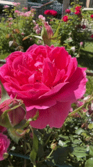 Roses, bees, and a dressed-up dog in a sunny garden