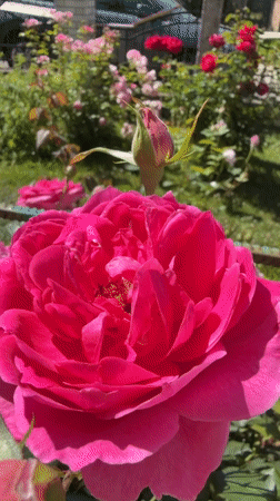 Roses, bees, and a dressed-up dog in a sunny garden