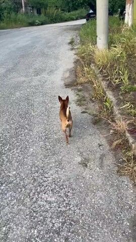A small, short-haired brown dog is seen from behind, walking along the edge of an asphalt road. The dog has a white streak on its back. To the right of the dog is a grassy area with a concrete curb and a utility pole. On the left, across the road, is another grassy area with a few buildings visible in the distance. Further up the road, partially obscured by foliage, is a dark-colored car parked on the side of the road. The video appears to be taken during daylight hours.