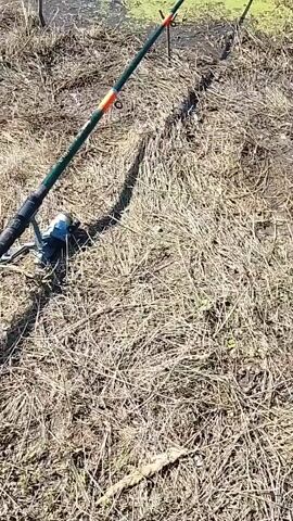 The video shows a fishing scene with multiple fishing rods propped up on the shore of a lake. The shore is covered with dry grass and vegetation. The lake water is green and has some algae on the surface. In the background, there is a lush green forest covering a hillside. The sky is blue and clear. The camera pans across the scene, showing the fishing rods and the lake.