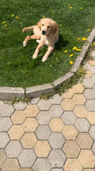 Golden retriever puppy spotted in Kostinbrod residential garden
