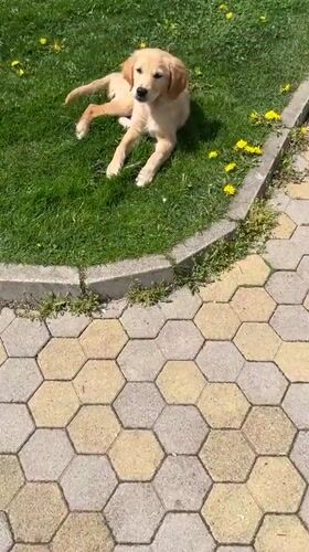 Golden retriever puppy spotted in Kostinbrod residential garden