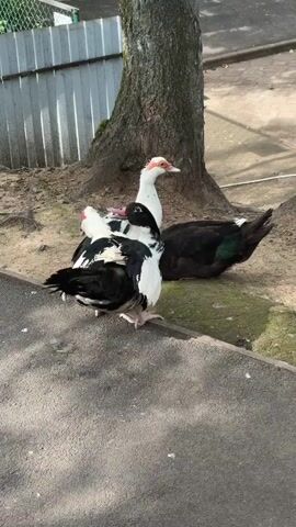 Three ducks are gathered near the base of a large tree with rough bark. One duck in the foreground is predominantly black and white, with its rear facing the camera. It has black wings with white markings, and a black head and tail. Its legs are a pale pinkish-orange. Behind it and slightly to the right is another black and white duck, this one facing more to the right, with its neck extended and head held high. This duck has a white body, black wings, and black tail feathers, with a touch of iridescent green visible on its back. Its beak and the area around its eyes are bright red. The third duck, mostly obscured by the other two, is dark brown or black and is lying down. The ground around the ducks is a mix of dirt and patches of green moss or grass. In the background, a light-colored metal fence with vertical slats is visible, and beyond that, a blurry green area, possibly foliage. A narrow paved path runs in the foreground, with a distinct edge separating it from the dirt area. The lighting suggests it is daytime, possibly late morning or early afternoon, with sunlight casting shadows. The scene appears to be an outdoor setting, possibly a park or a garden area within Medvedevo Urban Settlement, Russia. The ducks seem calm and are resting or preening. There is no visible text in the media file.