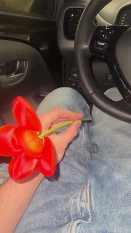 A person holding a red tulip in their hand inside a car. The person is wearing jeans. The car's dashboard and steering wheel are visible in the background. The person rotates the tulip to show the stem.