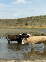 Cattle herd cooling off in shallow water, rural Georgia
