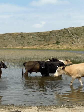 Cattle herd cooling off in shallow water, rural Georgia