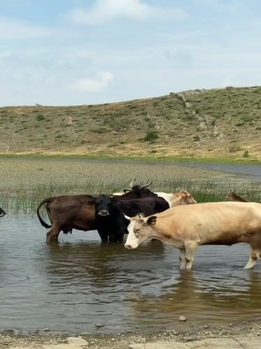 Cattle herd cooling off in shallow water, rural Georgia