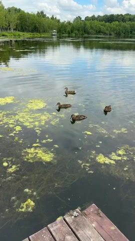 The video shows a body of water with four ducks swimming. There is green algae floating on the surface of the water. In the background, there are trees and a white structure. The foreground of the video shows a wooden dock. The sky is cloudy and blue. The video is very stable, suggesting it may be a still image or a very steady camera.