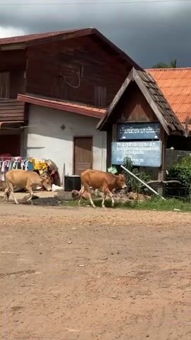 A group of light brown cattle, including at least one calf, walk across a dirt road in front of a wooden building with a red roof and laundry hanging on a clothesline. A sign with blue and white text is mounted on a wooden post to the right of the building. A single utility pole stands to the left of the building. The sky is cloudy.
