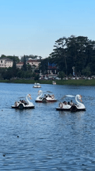 Swan boats and kites captured at Da Lat lake