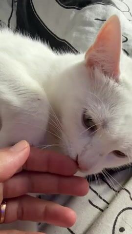 The video shows a close-up view of a white cat lying on a bed with a black and white patterned duvet cover. A human hand is petting and touching the cat's face, specifically under the chin. The cat seems to be enjoying the interaction, half-closing its eyes and gently licking the person's fingers. The cat has green eyes. The person is wearing a ring on their finger.