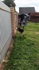 Two German Shepherds spotted in Andreyevo backyard