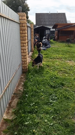 Two German Shepherds spotted in Andreyevo backyard