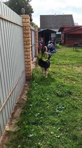 Two German Shepherds spotted in Andreyevo backyard