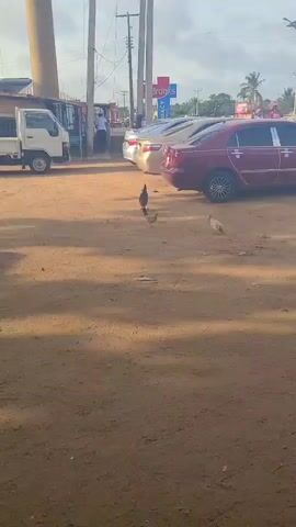 The video shows three chickens in a sandy parking lot with cars parked nearby. The chickens are of different colors: one is reddish-brown, another is gray, and the third is white. They are pecking at the ground. The parking lot is dusty, and there is some litter scattered around. In the background, there are utility poles, a building, and a sign that says "Brooks." The video appears to be taken during daylight hours.