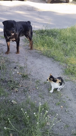 Rottweiler and cats share a park morning in Horishni Plavni