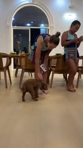 The video shows two people in a room with wooden floors and light-colored walls. In the foreground, a person with blonde hair tied in a bun is bending down to pet a small, brown poodle that is sitting on the floor. The person is wearing a blue and yellow tank top and gray shorts, and they are holding a white object in their left hand. The poodle is looking up at the person. In the background, another person with dark hair is standing and looking at their phone. This person is wearing a blue and white patterned top and shorts. There are wooden chairs and tables in the room, and a large arched window with a red rose on a table in front of it. The lighting appears to be artificial.