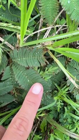The video shows a close-up shot of Mimosa pudica plants surrounded by grass and other greenery. A light-skinned finger points to the sensitive plant. The finger presses on one of the leaves and the plant folds up.