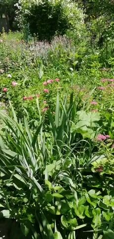 The video pans across a lush, sunlit garden filled with various flowering plants and greenery. In the foreground, tall green stalks of irises are prominent. Behind them, a profusion of pink and white flowers, possibly peonies or astilbe, creates a vibrant display. Further into the garden, a manicured evergreen tree stands centrally, its branches artfully shaped. The background reveals more dense foliage and a hint of a building's white wall. The overall impression is of a thriving, well-maintained garden in full bloom on a bright day.