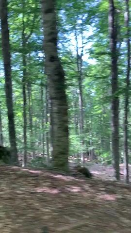 This is a first-person perspective video of a person moving through a dense forest. The camera pans slightly to the right, revealing numerous tall, slender trees with vibrant green leaves. The forest floor is covered with fallen leaves and some visible rocks. Sunlight filters through the canopy, creating dappled light and shadows on the ground. The motion suggests the person is walking or being transported through the woods.