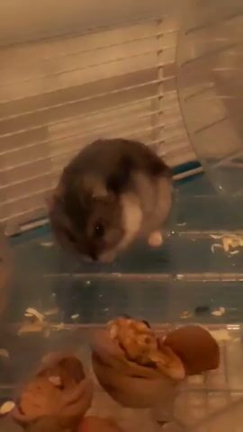 A small hamster with dark grey and white fur is sitting in a clear plastic cage. The cage has horizontal white bars in the background and a clear plastic wheel in the upper right corner. In the foreground, there are some nuts and scattered wood shavings. The hamster is looking down and appears to be eating or grooming. The lighting is dim.