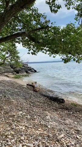 The camera pans up from a pebble beach to reveal a scenic view of a body of water, likely a lake or sea. Small waves gently lap at the shoreline. The sky is blue with scattered clouds, and the horizon shows distant land or mountains. A tree branch laden with green leaves hangs overhead, partially obscuring the view. There are no people visible in the shot. The scene conveys a sense of peace and natural beauty.