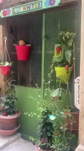 The video shows a narrow stone pathway in what appears to be a European town. The pathway is lined with buildings that are decorated with colorful flower pots and various plants. The flower pots are painted in bright colors, and some are mounted on shelves attached to the building walls. A sign that says "Lily White's Bar" is visible above a door. One of the flower pots contains a doll's head. The stone pathway slopes upward with stone steps. The video appears to be a handheld recording, focusing on the colorful decorations of the buildings lining the pathway.