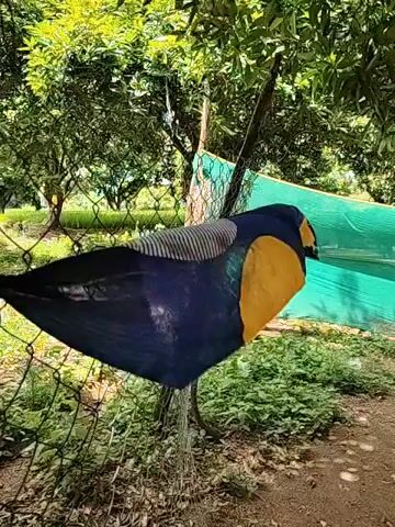 A black and yellow bird-shaped kite is caught on a wire fence in an outdoor setting with trees and greenery in the background. The kite is dark blue with bright yellow accents and appears to be made of fabric. It is entangled in the mesh of the fence, with one end of the kite draped over a wooden post. The kite is positioned horizontally across the fence, with its tail section to the left and its head section to the right. Sunlight filters through the leaves of the trees, casting shadows on the ground. A green tarp or shade cloth is visible behind the kite and fence. The overall scene suggests a windy outdoor environment where the kite has become snagged.