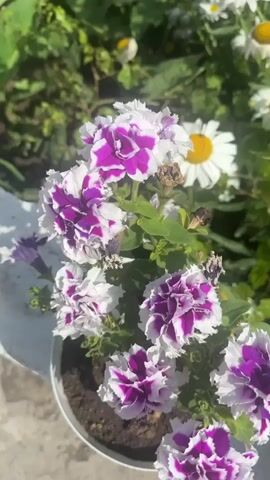 The video shows a close-up view of a potted plant with multiple purple and white flowers. The flowers have ruffled petals with a vibrant purple center that fades to white at the edges. In the background, blurred green foliage and a white daisy with a yellow center are visible. Sunlight illuminates the flowers, creating highlights and shadows. The plant is in a white pot filled with dark soil. A small dark object, possibly an insect, is perched on one of the flowers. The camera appears to be handheld and moves slightly throughout the short clip.