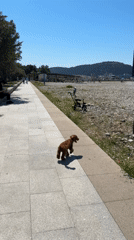 Brown poodle walks toward pebble beach in Bar, Montenegro