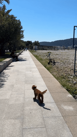 Brown poodle walks toward pebble beach in Bar, Montenegro