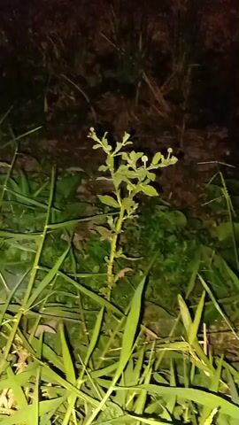 The video shows a close-up of a small, leafy plant with a thin stem. The plant is surrounded by tall, green grass. The background is dark and appears to be outdoors at night, possibly in a field or garden. The lighting is artificial, illuminating the plant and grass from below, creating shadows. There are no people or animals visible in the video. The plant appears to be undisturbed.