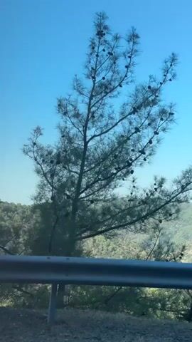 The video shows a side view of a landscape from a vehicle moving along a road. The sky is clear and blue. In the foreground, there is a metal guardrail. To the right, pine trees with visible cones are prominent. In the background, rolling hills covered in green vegetation are visible. There is also a shot of a rocky cliff face. A red and white directional sign is visible on the left side of the road at one point. The lighting suggests it is daytime.