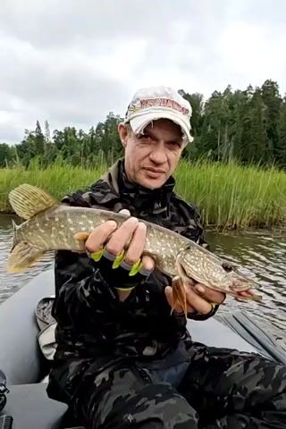A person in a camouflage outfit and a baseball cap sits in a boat and holds up a fish. The person then releases the fish back into the water. The boat is on a body of water, surrounded by tall grass and trees. The sky is cloudy.
