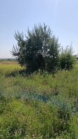 The video shows a person walking through a field of tall grass and wildflowers on a sunny day. The camera pans across the landscape, revealing a clear blue sky and a few trees in the distance. The field is lush and green, with a variety of plants and flowers. The person is walking at a leisurely pace, enjoying the natural beauty of the surroundings. The video is peaceful and serene, evoking a sense of calm and tranquility.