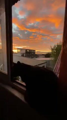 A cat's silhouette is visible in the foreground, sitting on a windowsill and looking out of a window. The focus shifts to the view outside the window, which reveals a colorful, fiery sunset with shades of orange and some gray clouds. The view includes rooftops of nearby buildings and some greenery.