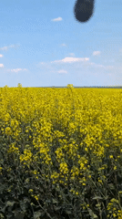Rural rapeseed fields and dirt roads documented near Elhovo