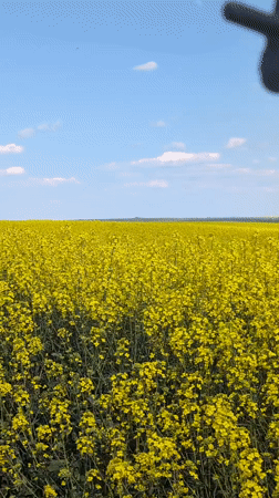 Rural rapeseed fields and dirt roads documented near Elhovo