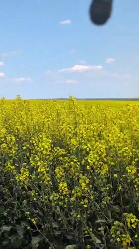 Rural rapeseed fields and dirt roads documented near Elhovo