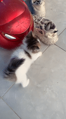 Kittens play and rest in Indonesian home setting
