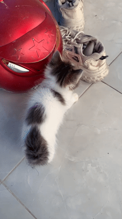 Kittens play and rest in Indonesian home setting