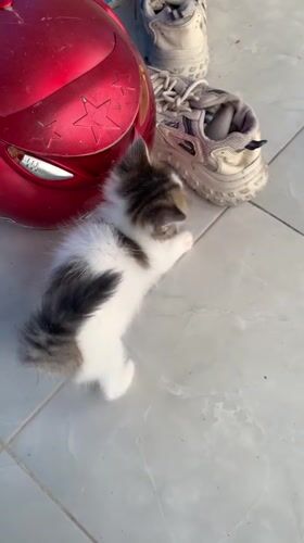 Kittens play and rest in Indonesian home setting