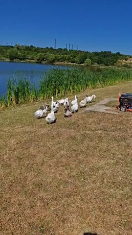 A flock of geese is gathered on dry, grassy land near a body of water. The geese, some white and some with darker markings, are clustered together. Behind them, tall green reeds line the edge of the water. The water is calm and reflects the clear blue sky. In the background, rolling hills covered in trees and vegetation are visible. To the right of the geese, an orange and black portable generator sits on the ground. The overall scene suggests an outdoor, rural setting on a sunny day.