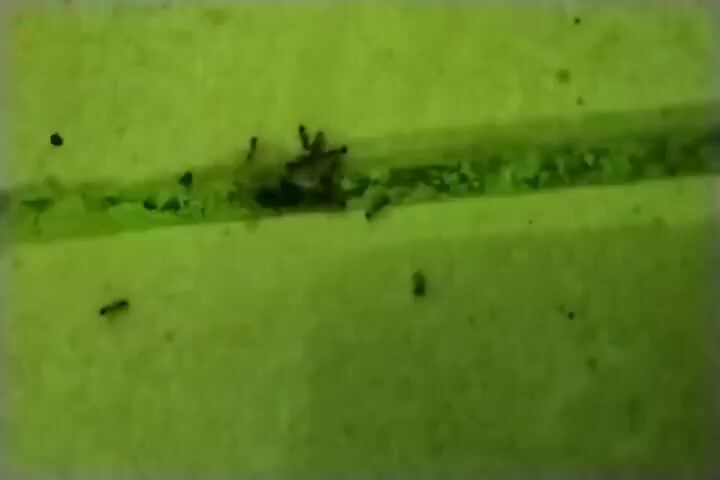 The video shows a close-up view of a green surface with a thin, brighter green stripe running horizontally across the middle. Several small, dark ants are visible on and around the stripe. In the center of the stripe, a cluster of ants appears to be interacting with a dark, organic mass, possibly food or debris. Some individual ants are also seen moving along the stripe and on the surrounding green surface. The lighting is somewhat dim, casting shadows and highlighting the texture of the surface, which appears slightly rough or fibrous. There are a few small black specks scattered on the green surface, which could be dirt or other small particles. The overall impression is of a natural scene observed at a magnified level.