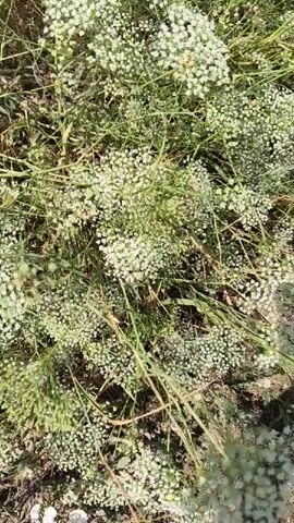 The video shows a close-up view of a patch of wild fennel plants. The plants are in bloom, with numerous small white flowers clustered together in umbels. The camera pans slowly across the scene, revealing the delicate, feathery foliage and the way the flowers catch the sunlight. The background is blurred, suggesting the focus is solely on the plants. The overall impression is one of natural beauty and the abundance of wildflowers.