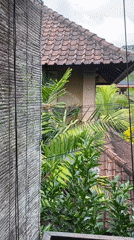 Wildlife activity observed across tropical Ubud residential area