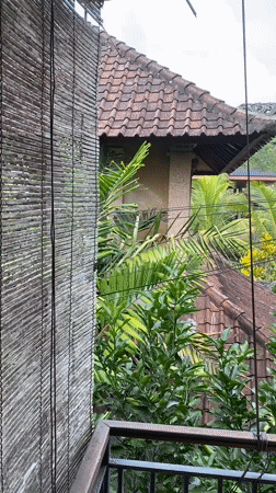 Wildlife activity observed across tropical Ubud residential area