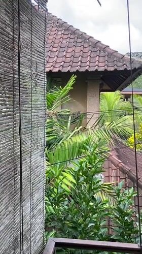Wildlife activity observed across tropical Ubud residential area
