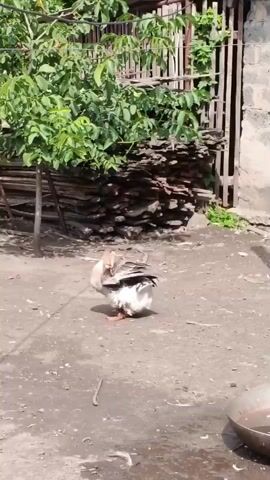 A goose is shown from behind in a dirt courtyard, preening its feathers. The goose has light brown and white plumage. It is standing on orange-colored webbed feet. Behind the goose, there is a stack of wooden planks leaning against a fence. To the left of the stack of wood is a tree with green leaves. The ground is uneven and dusty. Sunlight is casting shadows.