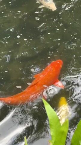 This is a close-up shot of several koi fish swimming in dark, murky water. The fish are of various colors, including orange, white, and yellow. The water is disturbed by the fish's movements, creating ripples and small white bubbles on the surface. Green aquatic plants are visible at the bottom of the frame.
